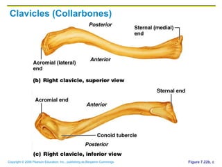 Copyright © 2006 Pearson Education, Inc., publishing as Benjamin Cummings
Clavicles (Collarbones)
Figure 7.22b, c
 