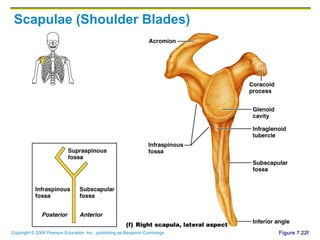 Copyright © 2006 Pearson Education, Inc., publishing as Benjamin Cummings
Scapulae (Shoulder Blades)
Figure 7.22f
 