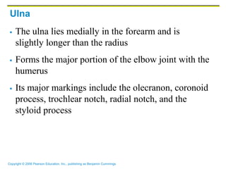 Copyright © 2006 Pearson Education, Inc., publishing as Benjamin Cummings
Ulna
 The ulna lies medially in the forearm and is
slightly longer than the radius
 Forms the major portion of the elbow joint with the
humerus
 Its major markings include the olecranon, coronoid
process, trochlear notch, radial notch, and the
styloid process
 