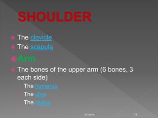  The clavicle
 The scapula
Arm
 The bones of the upper arm (6 bones, 3
each side)
› The humerus
› The ulna
› The radius
3/17/2018 12
 