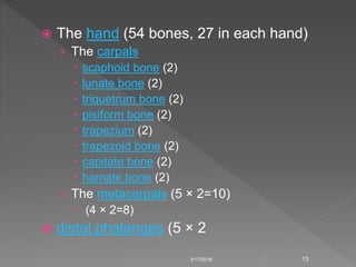  The hand (54 bones, 27 in each hand)
› The carpals
 scaphoid bone (2)
 lunate bone (2)
 triquetrum bone (2)
 pisiform bone (2)
 trapezium (2)
 trapezoid bone (2)
 capitate bone (2)
 hamate bone (2)
› The metacarpals (5 × 2=10)
 (4 × 2=8)
 distal phalanges (5 × 2
3/17/2018 13
 