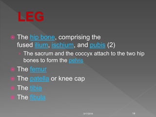  The hip bone, comprising the
fused ilium, ischium, and pubis (2)
› The sacrum and the coccyx attach to the two hip
bones to form the pelvis
 The femur
 The patella or knee cap
 The tibia
 The fibula
3/17/2018 14
 