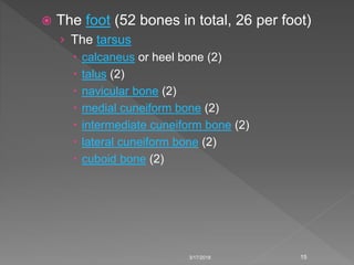  The foot (52 bones in total, 26 per foot)
› The tarsus
 calcaneus or heel bone (2)
 talus (2)
 navicular bone (2)
 medial cuneiform bone (2)
 intermediate cuneiform bone (2)
 lateral cuneiform bone (2)
 cuboid bone (2)
3/17/2018 15
 