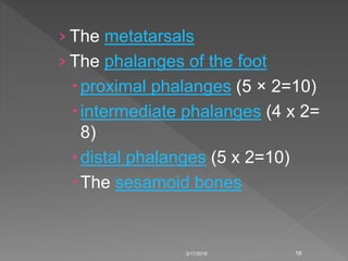 › The metatarsals
› The phalanges of the foot
proximal phalanges (5 × 2=10)
intermediate phalanges (4 x 2=
8)
distal phalanges (5 x 2=10)
The sesamoid bones
3/17/2018 16
 