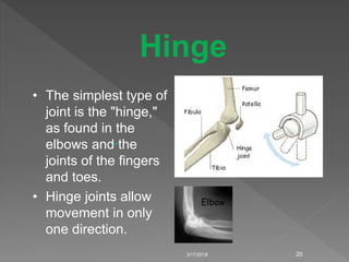 3/17/2018 20
Hinge
• The simplest type of
joint is the "hinge,"
as found in the
elbows and the
joints of the fingers
and toes.
• Hinge joints allow
movement in only
one direction.
Elbow
 