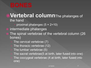 Vertebral columnThe phalanges of
the hand
 proximal phalanges (5 × 2=10)
 intermediate phalanges
 The spinal vertebrae of the vertebral column (26
bones)
› The cervical vertebrae (7)
› The thoracic vertebrae (12)
› The lumbar vertebrae (5)
› The sacral vertebrae(5 at birth, later fused into one)
› The coccygeal vertebrae (4 at birth, later fused into
one)
3/17/2018 7
 