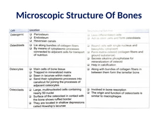Microscopic Structure Of Bones
 