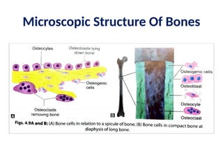 Microscopic Structure Of Bones
 