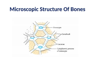 Microscopic Structure Of Bones
 