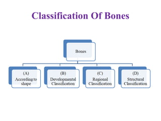 Classification Of Bones
 