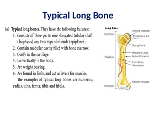 Typical Long Bone
 