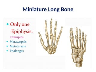 Miniature Long Bone
 