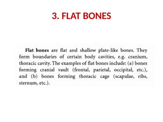 3. FLAT BONES
 