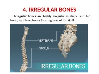 4. IRREGULAR BONES
 