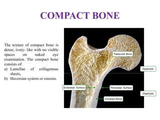 COMPACT BONE
The texture of compact bone is
dense, ivory- like with no visible
spaces on naked eye
examination. The compact bone
consists of:
a) Lamellae of collagenous
sheets,
b) Haversian system or osteons.
 