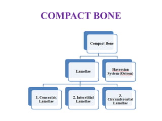 COMPACT BONE
 