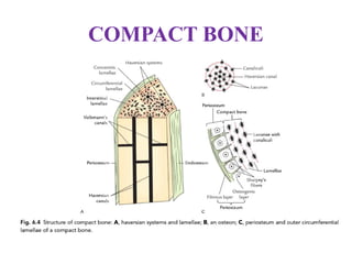 COMPACT BONE
 
