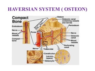 HAVERSIAN SYSTEM ( OSTEON)
 