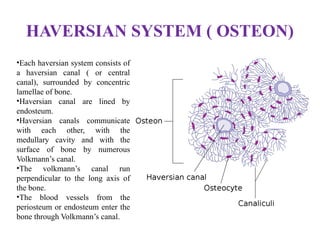 HAVERSIAN SYSTEM ( OSTEON)
•Each haversian system consists of
a haversian canal ( or central
canal), surrounded by concentric
lamellae of bone.
•Haversian canal are lined by
endosteum.
•Haversian canals communicate
with each other, with the
medullary cavity and with the
surface of bone by numerous
Volkmann’s canal.
•The volkmann’s canal run
perpendicular to the long axis of
the bone.
•The blood vessels from the
periosteum or endosteum enter the
bone through Volkmann’s canal.
 