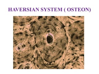 HAVERSIAN SYSTEM ( OSTEON)
 