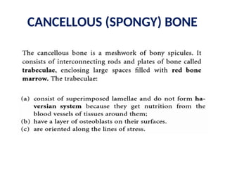 CANCELLOUS (SPONGY) BONE
 