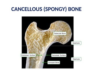 CANCELLOUS (SPONGY) BONE
 