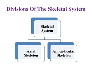 Divisions Of The Skeletal System
 