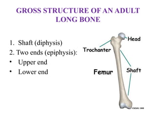 GROSS STRUCTURE OF AN ADULT
LONG BONE
1. Shaft (diphysis)
2. Two ends (epiphysis):
• Upper end
• Lower end
 