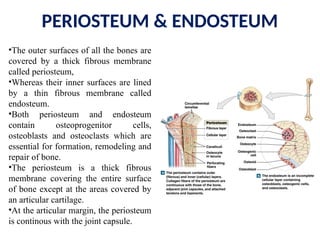 PERIOSTEUM & ENDOSTEUM
•The outer surfaces of all the bones are
covered by a thick fibrous membrane
called periosteum,
•Whereas their inner surfaces are lined
by a thin fibrous membrane called
endosteum.
•Both periosteum and endosteum
contain osteoprogenitor cells,
osteoblasts and osteoclasts which are
essential for formation, remodeling and
repair of bone.
•The periosteum is a thick fibrous
membrane covering the entire surface
of bone except at the areas covered by
an articular cartilage.
•At the articular margin, the periosteum
is continous with the joint capsule.
 
