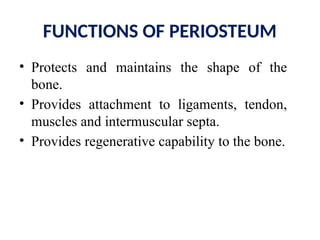 FUNCTIONS OF PERIOSTEUM
• Protects and maintains the shape of the
bone.
• Provides attachment to ligaments, tendon,
muscles and intermuscular septa.
• Provides regenerative capability to the bone.
 