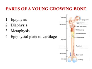 PARTS OF A YOUNG GROWING BONE
1. Epiphysis
2. Diaphysis
3. Metaphysis
4. Epiphysial plate of cartilage
 