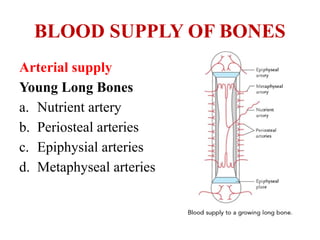 BLOOD SUPPLY OF BONES
Arterial supply
Young Long Bones
a. Nutrient artery
b. Periosteal arteries
c. Epiphysial arteries
d. Metaphyseal arteries
 