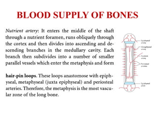 BLOOD SUPPLY OF BONES
 