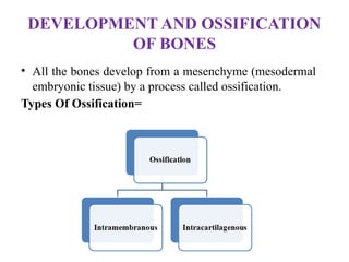 DEVELOPMENT AND OSSIFICATION
OF BONES
• All the bones develop from a mesenchyme (mesodermal
embryonic tissue) by a process called ossification.
Types Of Ossification=
 