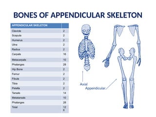 BONES OF APPENDICULAR SKELETON
APPENDICULAR SKELETON
Clavicle 2
Scapula 2
Humerus 2
Ulna 2
Radius 2
Carpals 16
Metacarpals 10
Phalanges 28
Hip Bone 2
Femur 2
Fibula 2
Tibia 2
Petella 2
Tarsals 14
Metatarsals 10
Phalanges 28
Total 12
6
 
