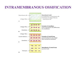 INTRAMEMBRANOUS OSSIFICATION
 