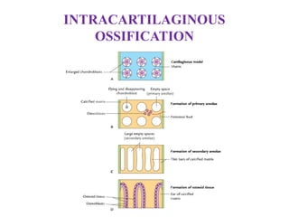 INTRACARTILAGINOUS
OSSIFICATION
 