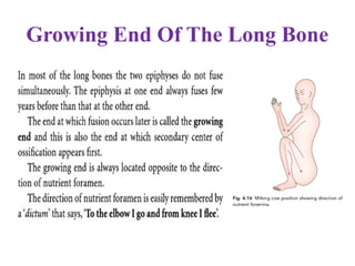 Growing End Of The Long Bone
 