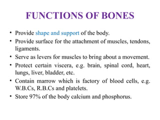 FUNCTIONS OF BONES
• Provide shape and support of the body.
• Provide surface for the attachment of muscles, tendons,
ligaments.
• Serve as levers for muscles to bring about a movement.
• Protect certain viscera, e.g. brain, spinal cord, heart,
lungs, liver, bladder, etc.
• Contain marrow which is factory of blood cells, e.g.
W.B.Cs, R.B.Cs and platelets.
• Store 97% of the body calcium and phosphorus.
 