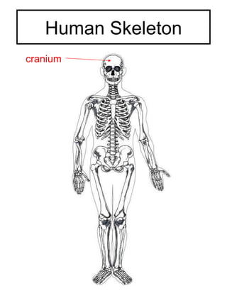 Human Skeleton cranium 