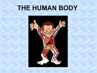 THE HUMAN BODY 
 