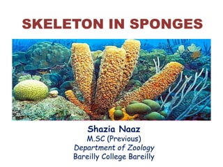 Shazia Naaz
M.SC (Previous)
Department of Zoology
Bareilly College Bareilly
SKELETON IN SPONGES
 