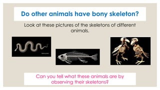 Observing Skeleton SKELETON & MUSCLES -Grade 7 Science.pptx