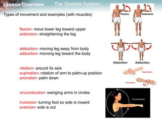 Skeleton, muscles and movement mine | PPTX