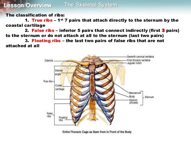 Skeleton, muscles and movement mine