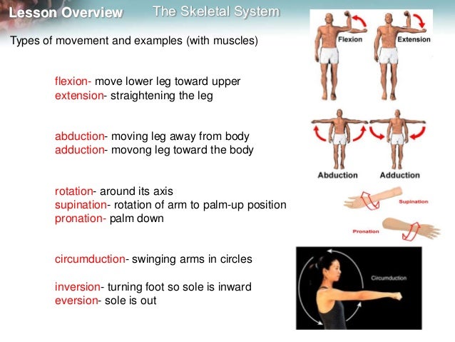 Skeleton, muscles and movement mine