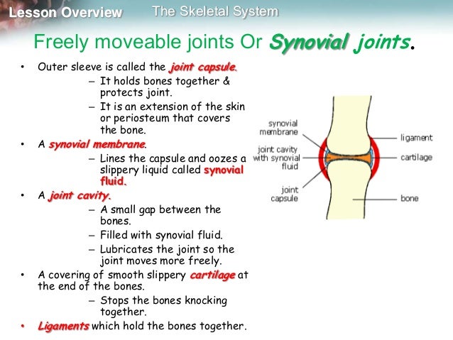 Skeleton, muscles and movement mine