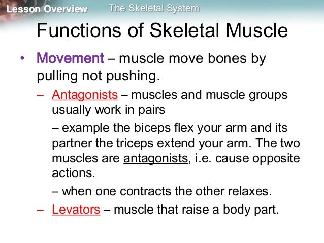 Skeleton, muscles and movement mine