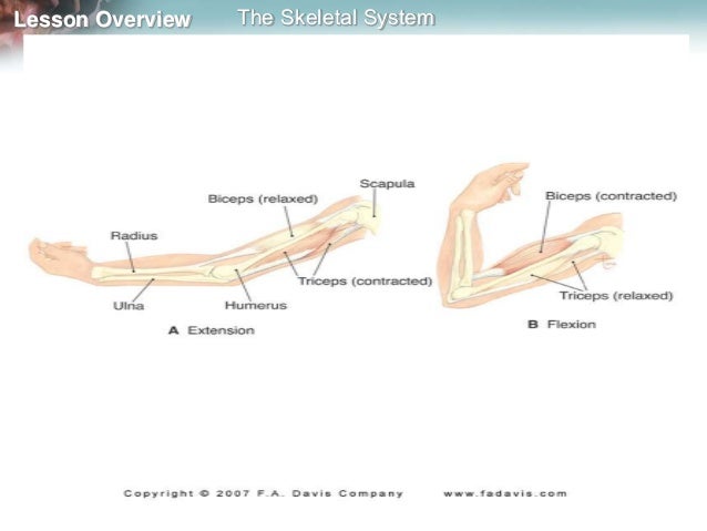 Skeleton, muscles and movement mine