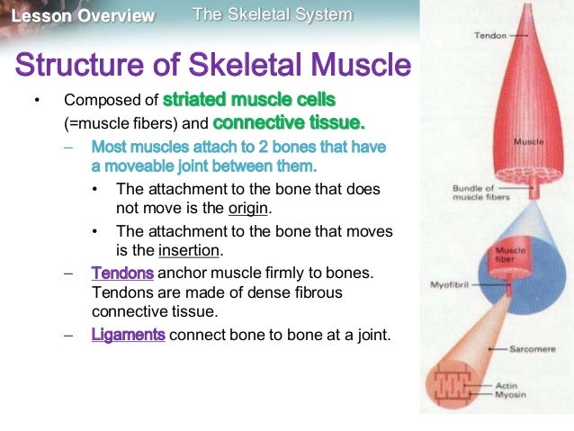 Skeleton, muscles and movement mine